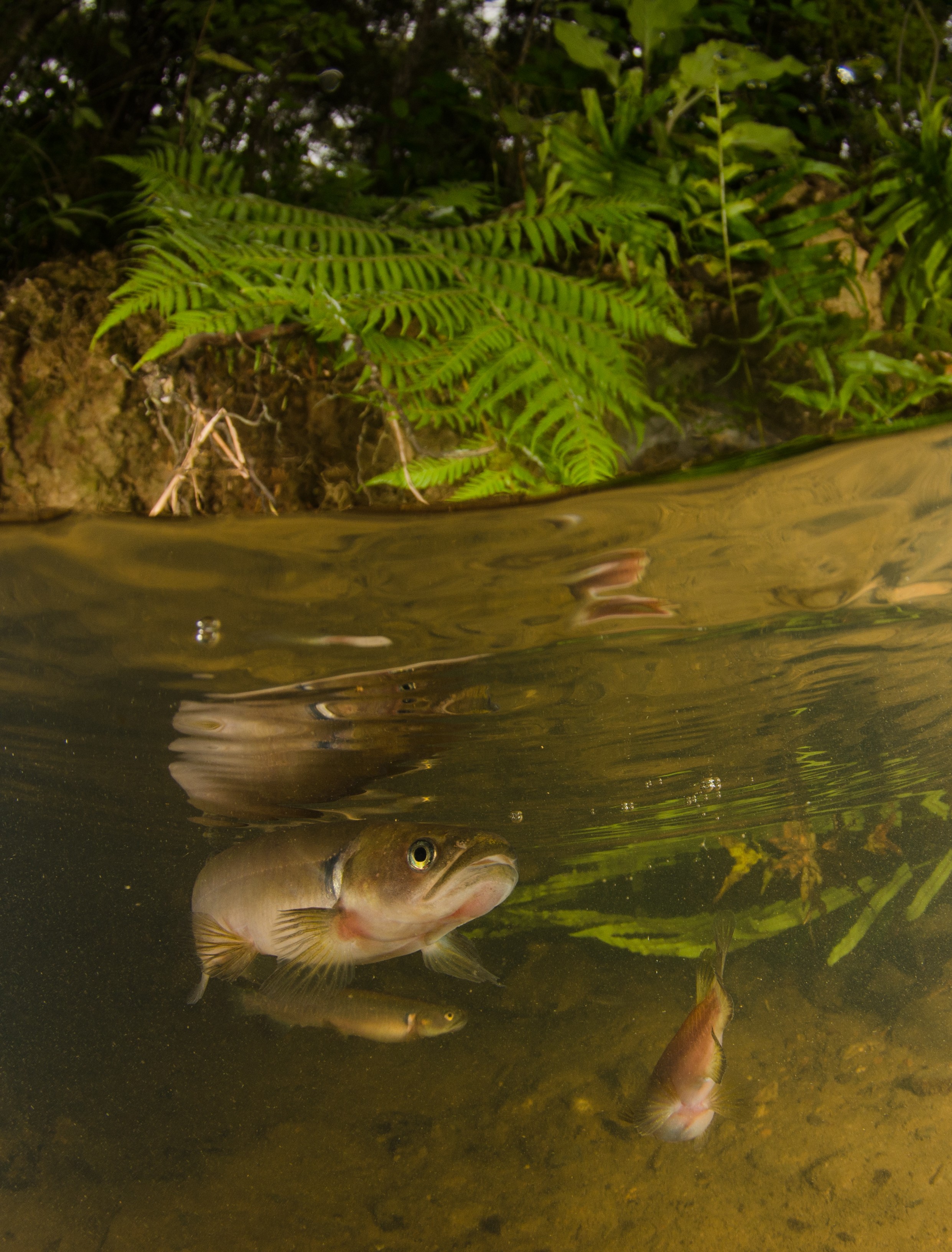 DSC_5467 – Banded, kokopu, Galaxias, fasciatus, home, kaiatea, stream, Crispin, new, zealand, new zealand, freshwater, streams, stream, rivers, galaxid